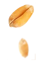 Seed Image